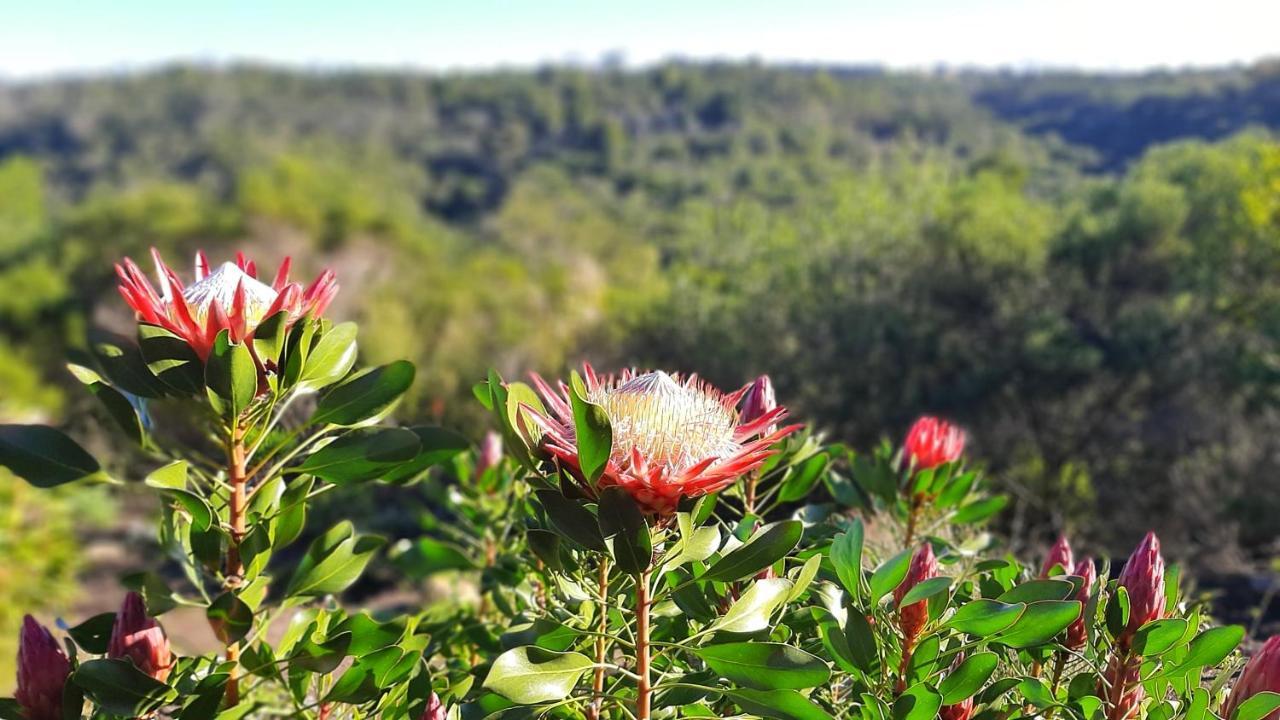 Hotel Woodlands Self Catering à Knysna Extérieur photo